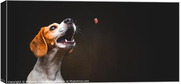 Tricolor Beagle dog waiting and catching a treat in studio, against dark background. Canvas Print by Przemek Iciak