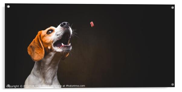Tricolor Beagle dog waiting and catching a treat in studio, against dark background. Acrylic by Przemek Iciak