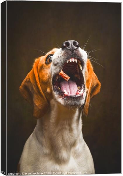 Tricolor Beagle dog waiting and catching a treat in studio, against dark background. Canvas Print by Przemek Iciak