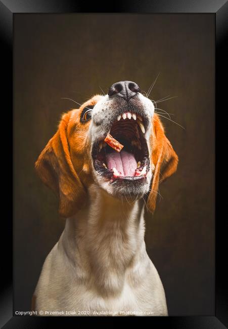 Tricolor Beagle dog waiting and catching a treat in studio, against dark background. Framed Print by Przemek Iciak