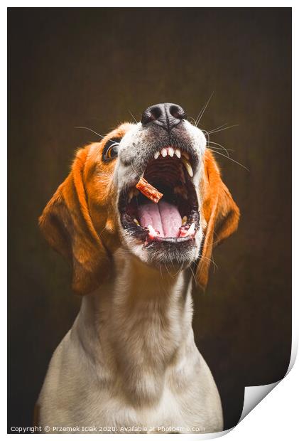 Tricolor Beagle dog waiting and catching a treat in studio, against dark background. Print by Przemek Iciak