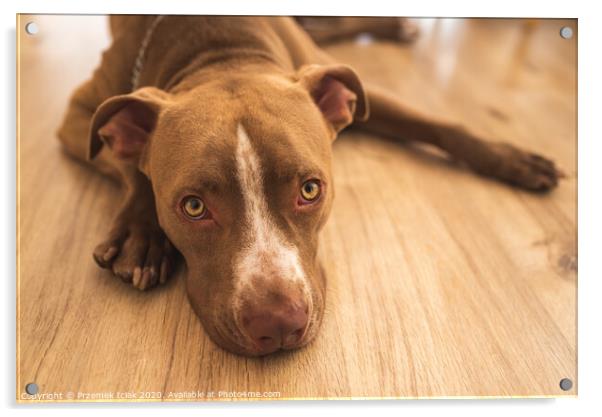 Dog lying on wooden floor indoors, brown amstaff terrier resting, big sad eyes looking at camera Acrylic by Przemek Iciak