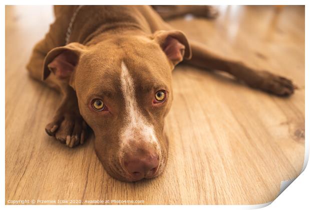 Dog lying on wooden floor indoors, brown amstaff terrier resting, big sad eyes looking at camera Print by Przemek Iciak
