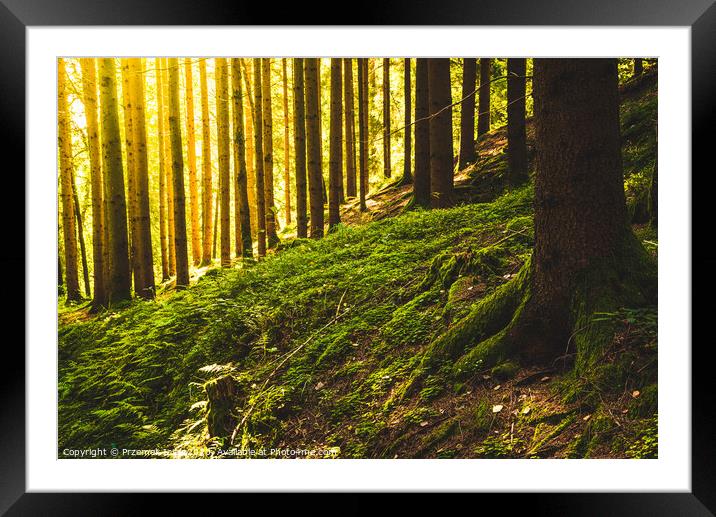 Beautiful green forest with sun rays coming through. Framed Mounted Print by Przemek Iciak