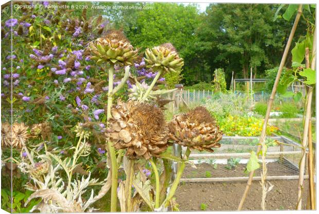 Artichokes seed heads in an allotment  Canvas Print by Antoinette B