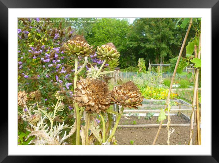 Artichokes seed heads in an allotment  Framed Mounted Print by Antoinette B