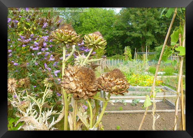Artichokes seed heads in an allotment  Framed Print by Antoinette B