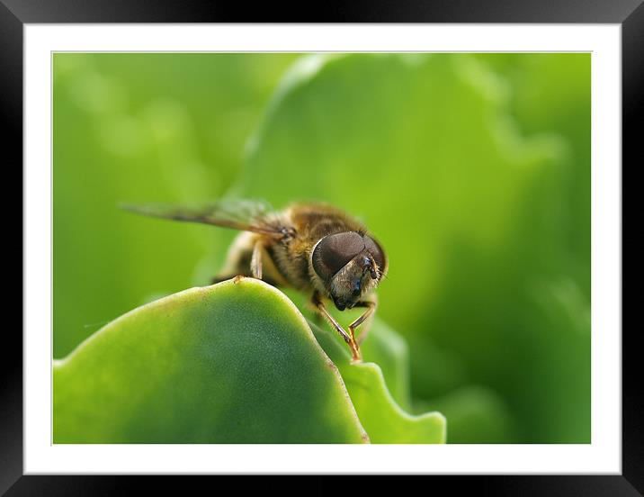 Bugs Life Framed Mounted Print by james sanderson