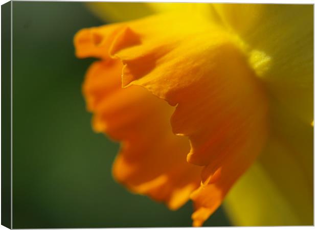 Don't be daff'ed Canvas Print by james sanderson