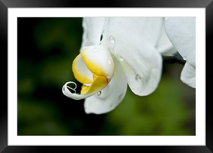 orchid after rain Framed Mounted Print by john williams
