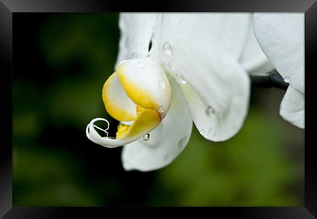 orchid after rain Framed Print by john williams