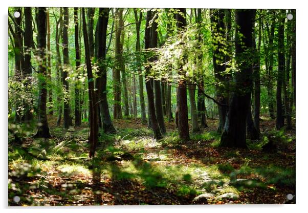 Tranquil Woodland Acrylic by Simon Johnson