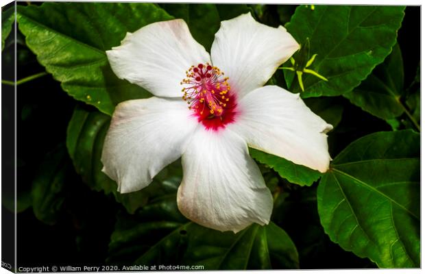 White Tropical Hibiscus Flowers Easter Island Chil Canvas Print by William Perry