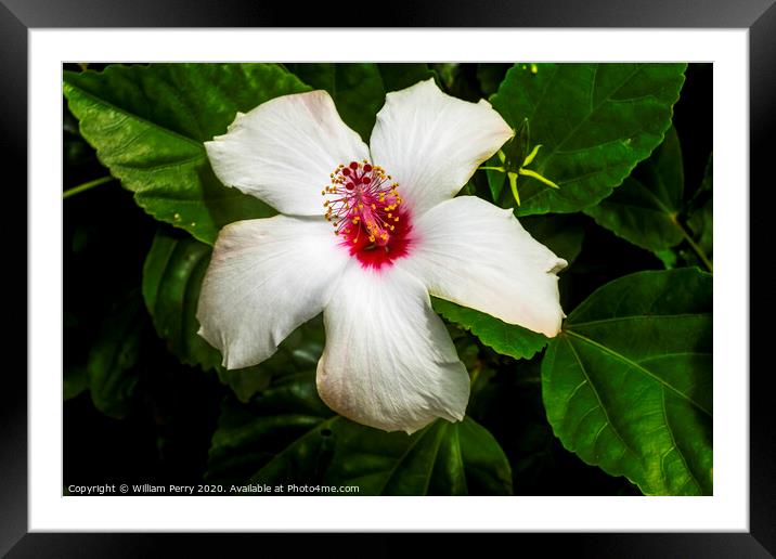White Tropical Hibiscus Flowers Easter Island Chil Framed Mounted Print by William Perry