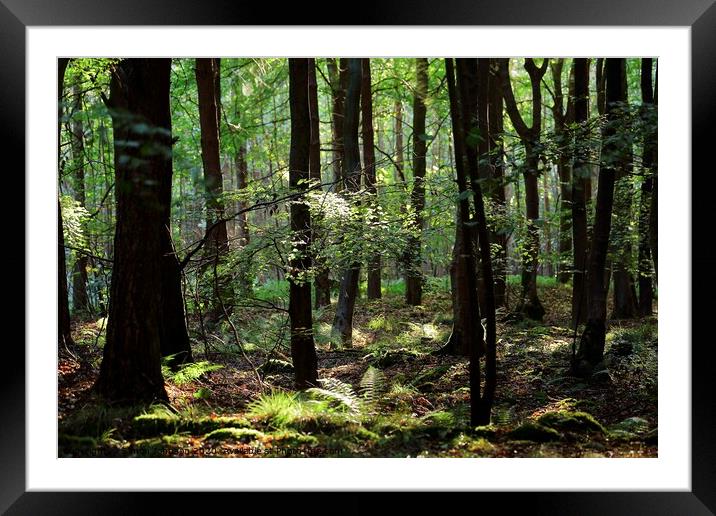 Peaceful woodland Framed Mounted Print by Simon Johnson