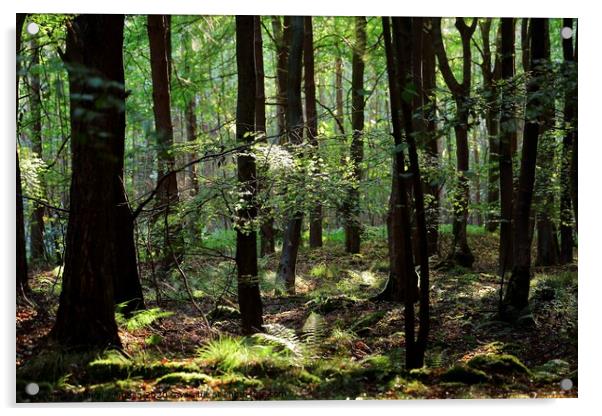 Peaceful woodland Acrylic by Simon Johnson