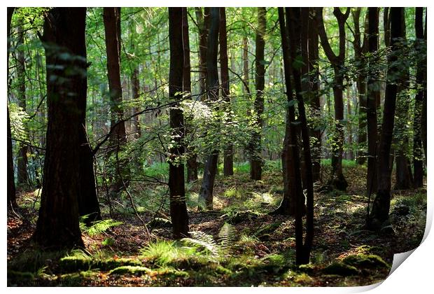 Peaceful woodland Print by Simon Johnson