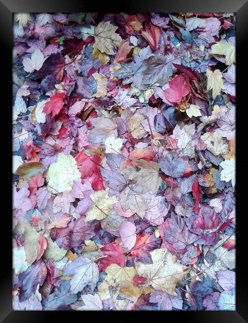 Majestic Autumn Foliage Framed Print by Beryl Curran