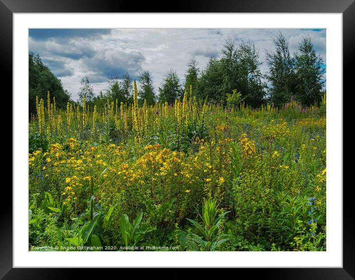 Wild Flowers at Barlow Common 3 Framed Mounted Print by Angela Cottingham