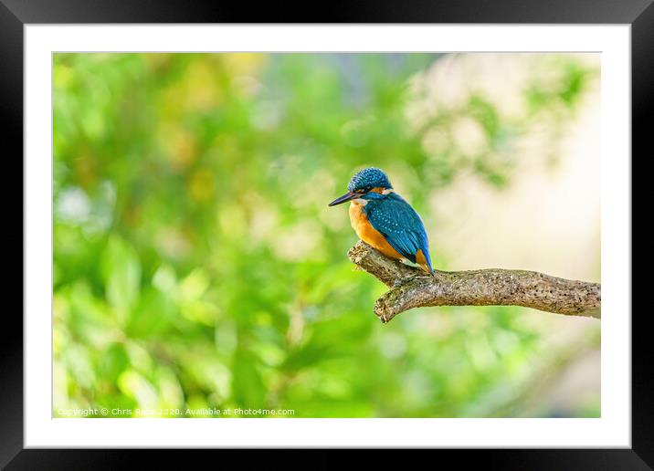 Common Kingfisher Framed Mounted Print by Chris Rabe