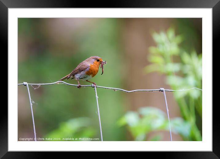 European Robin with worms Framed Mounted Print by Chris Rabe