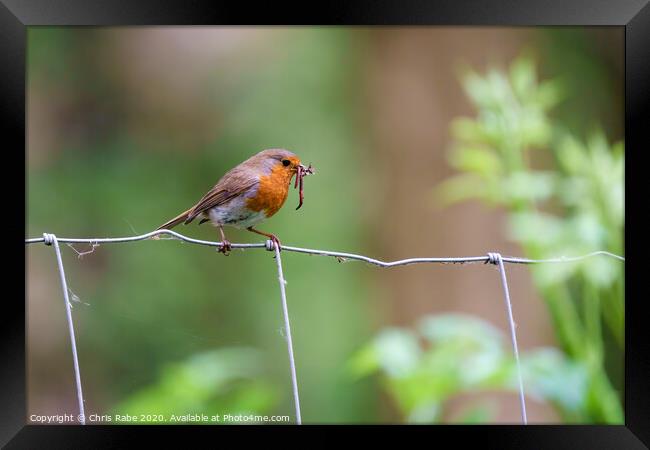 European Robin with worms Framed Print by Chris Rabe