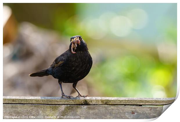 Blackbird male with beak full of worms Print by Chris Rabe