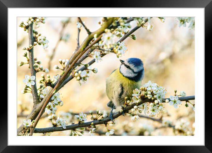 Blue Tit perched in a tree in full bloom Framed Mounted Print by Chris Rabe