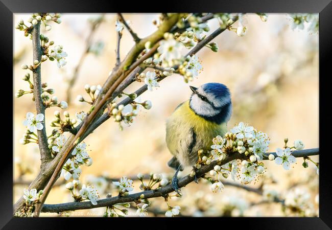 Blue Tit perched in a tree in full bloom Framed Print by Chris Rabe