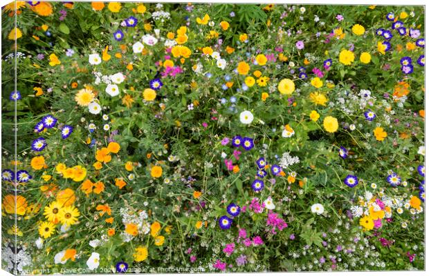 Wild flowers from Above Canvas Print by Dave Collins