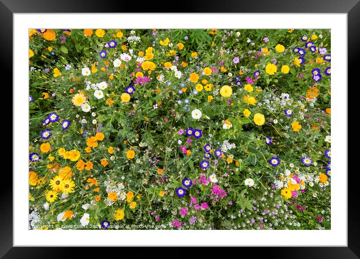 Wild flowers from Above Framed Mounted Print by Dave Collins