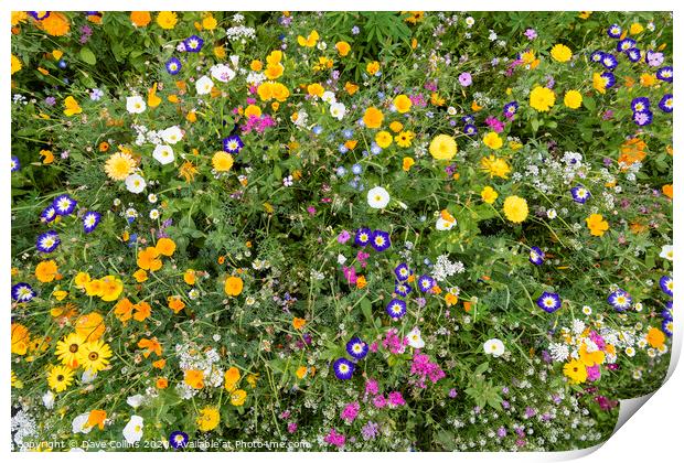Wild flowers from Above Print by Dave Collins