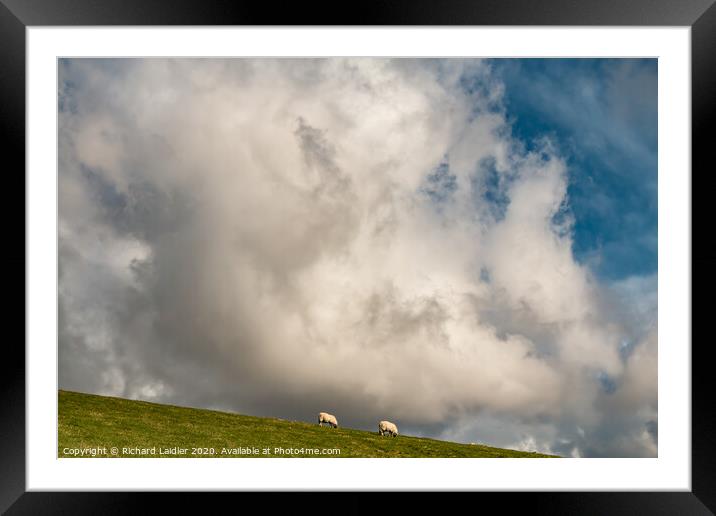 Sheep May Safely Graze Framed Mounted Print by Richard Laidler