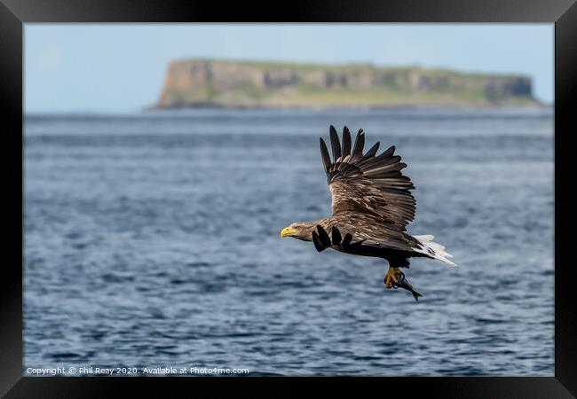 A White Tailed Sea Eagle Framed Print by Phil Reay