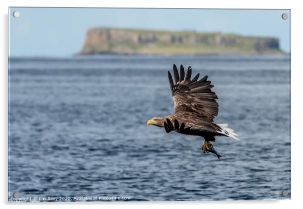 A White Tailed Sea Eagle Acrylic by Phil Reay