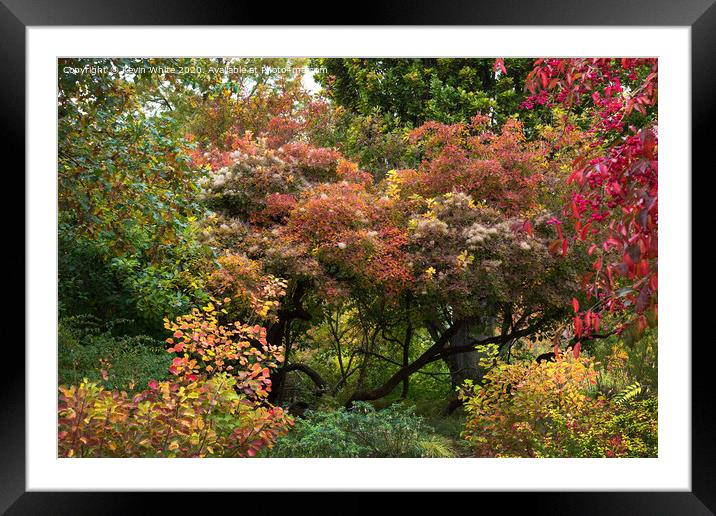 Colours of autumn Framed Mounted Print by Kevin White