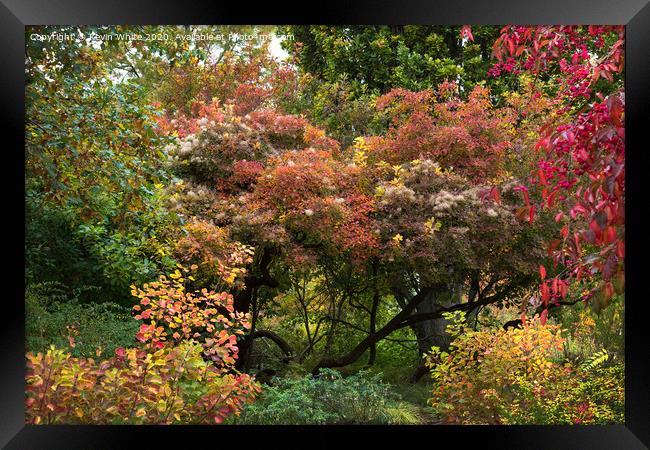 Colours of autumn Framed Print by Kevin White