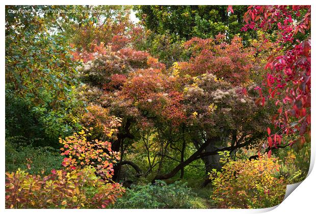 Colours of autumn Print by Kevin White
