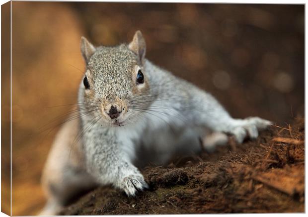 Curious Squirrel Canvas Print by Wayne Shipley
