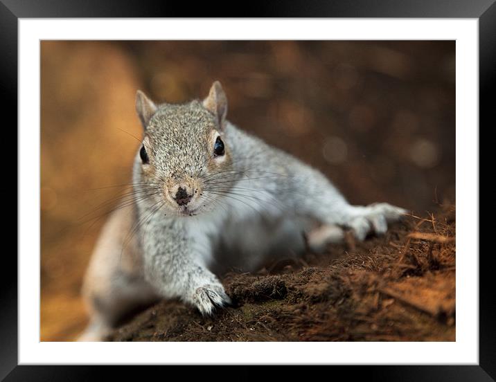 Curious Squirrel Framed Mounted Print by Wayne Shipley