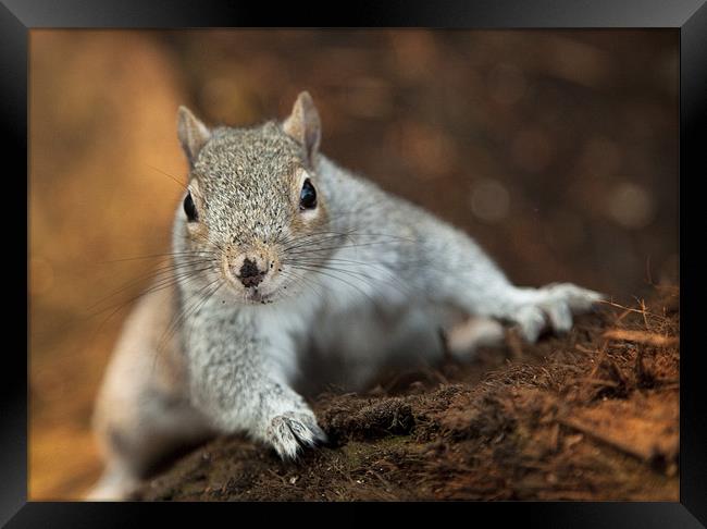 Curious Squirrel Framed Print by Wayne Shipley