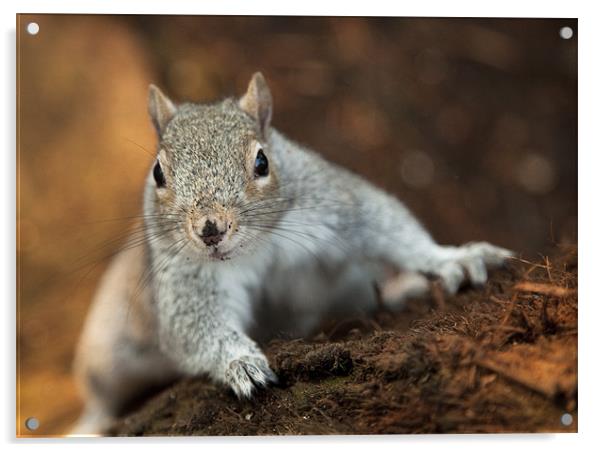 Curious Squirrel Acrylic by Wayne Shipley