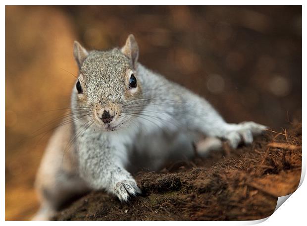 Curious Squirrel Print by Wayne Shipley
