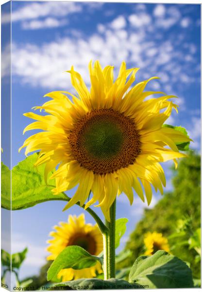Beautiful Sunflower Canvas Print by Hannah Temple