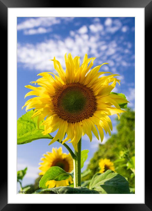 Beautiful Sunflower Framed Mounted Print by Hannah Temple