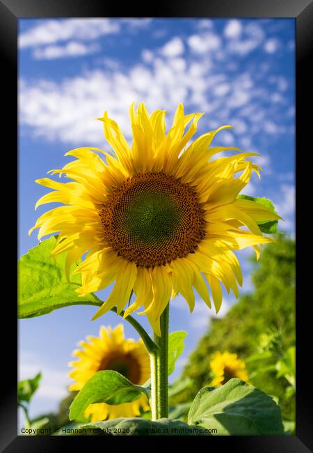Beautiful Sunflower Framed Print by Hannah Temple