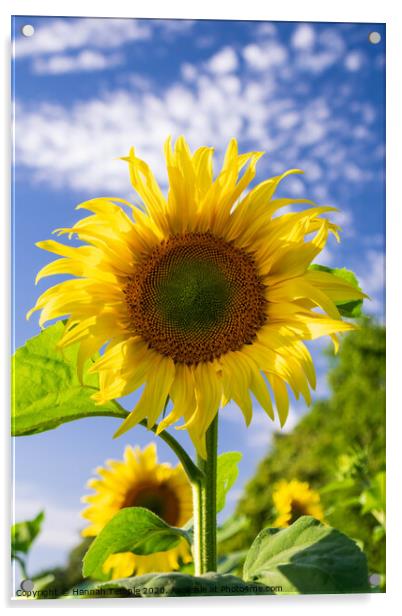 Beautiful Sunflower Acrylic by Hannah Temple