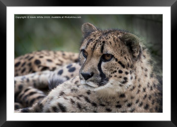 Cheetah sitting down  Framed Mounted Print by Kevin White