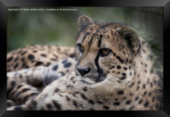 Cheetah sitting down  Framed Print by Kevin White