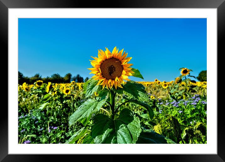 Sunflower Field Framed Mounted Print by Joyce Storey